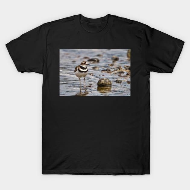Killdeer at the Beach T-Shirt by SHWILDLIFE